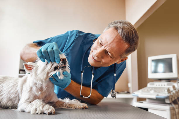 Best Broken or Chipped Tooth Repair in Jean Fitte, LA